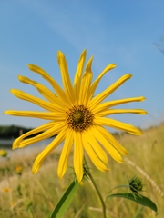 Helianthus maximiliani
