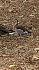 Callonetta leucophrys