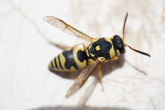 Euodynerus disconotatus