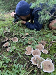 Hydnellum suaveolens