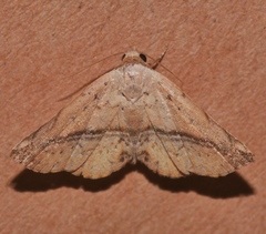 Eublemma abrupta