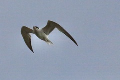 Sterna hirundo