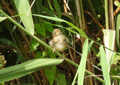 Acrocephalus scirpaceus