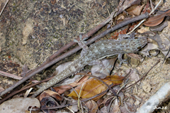 Hemidactylus garnotii