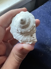 Sinistrofulgur sinistrum