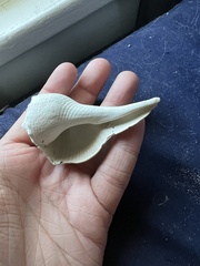 Sinistrofulgur sinistrum