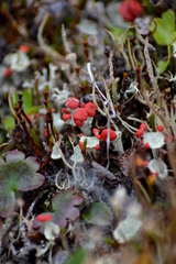 Cladonia pleurota