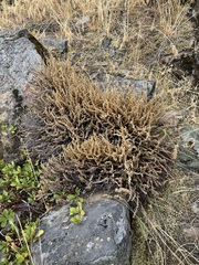 Myriopteris gracillima