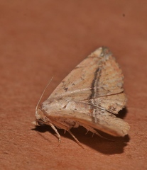 Eublemma abrupta