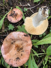 Russula