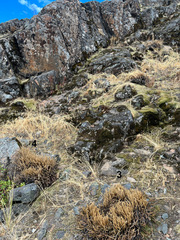 Myriopteris gracillima