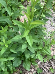 Silphium asteriscus