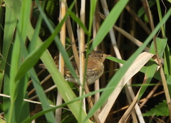 Acrocephalus scirpaceus