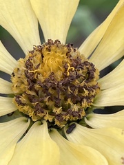 Zinnia elegans