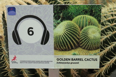 Kroenleinia grusonii