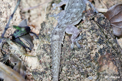 Hemidactylus garnotii