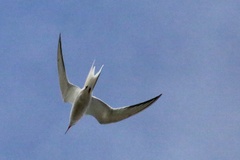 Sterna hirundo