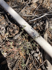 Eriogonum microtheca