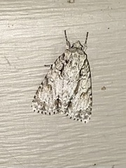 Acronicta laetifica