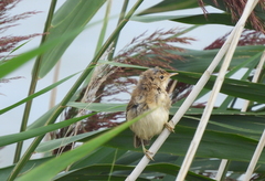 Acrocephalus scirpaceus