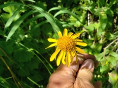 Arnica