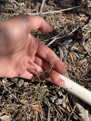 Eriogonum microtheca