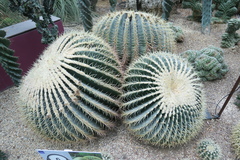 Kroenleinia grusonii