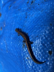 Plethodon cinereus
