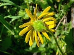 Arnica