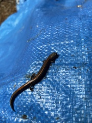 Plethodon cinereus