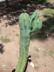 Myrtillocactus geometrizans