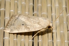 Cosmia trapezina