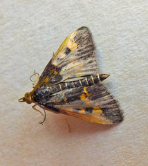 Pyrausta aurata
