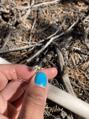 Eriogonum microtheca