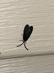 Acoloithus falsarius