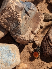 Dasymutilla magnifica