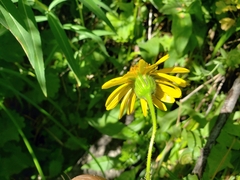 Arnica