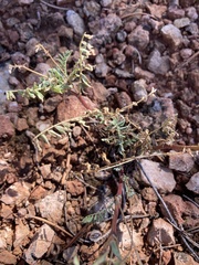 Plantae