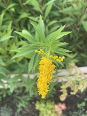 Solidago gigantea