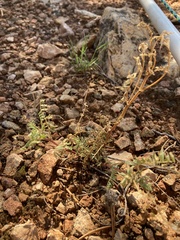 Plantae