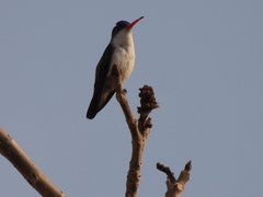 Leucolia violiceps