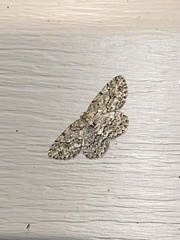Ectropis crepuscularia