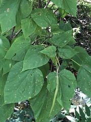 Catalpa bignonioides