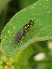 Sargus fasciatus