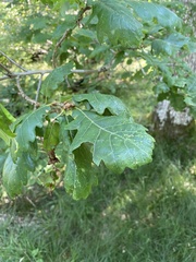 Quercus petraea