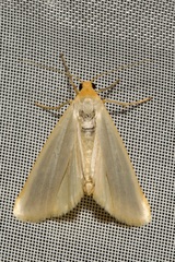 Eilema complana