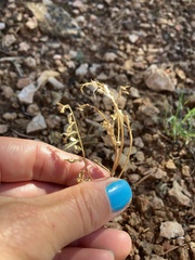 Plantae