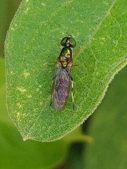 Sargus fasciatus