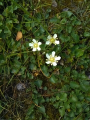 Parnassia fimbriata