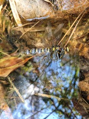 Cordulegaster boltonii